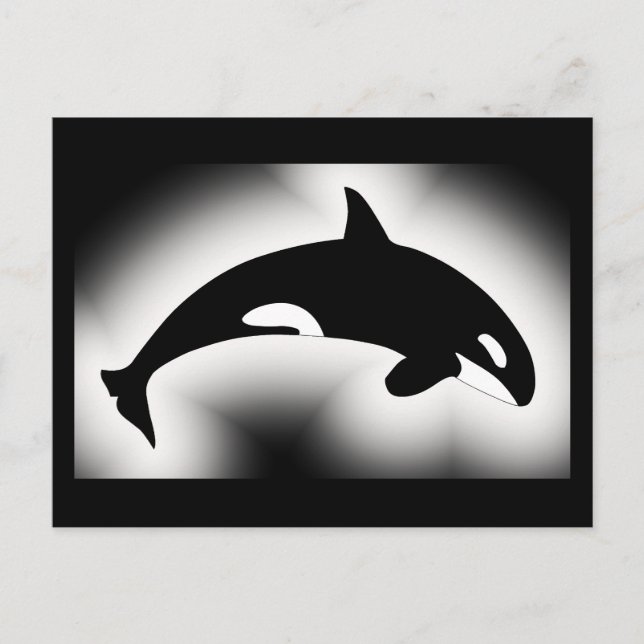 Orca Killer Whale Black White Postcard (Front)