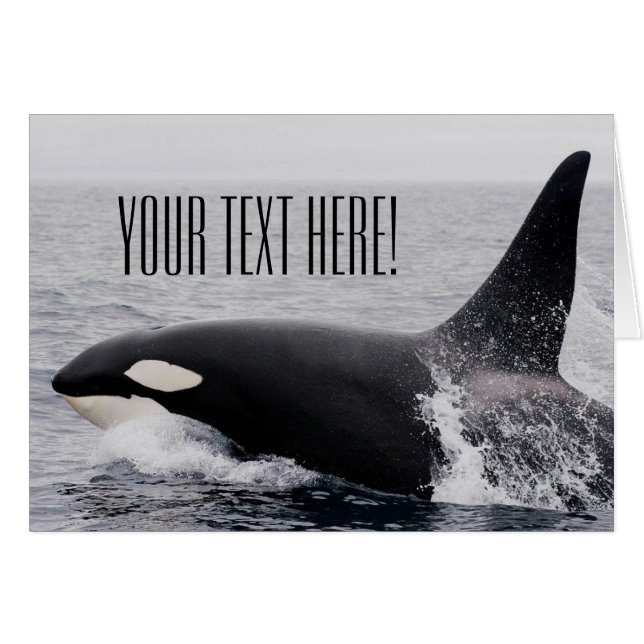 Orca Killer Whale Breaching Surface Custom Text (Front Horizontal)
