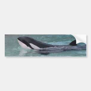 Orca...Killer Whale bumper sticker