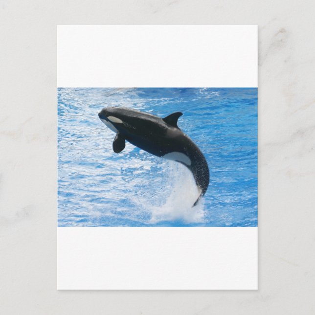 Orca Killer Whale Postcard (Front)