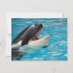 Orca, Killer Whale Postcard