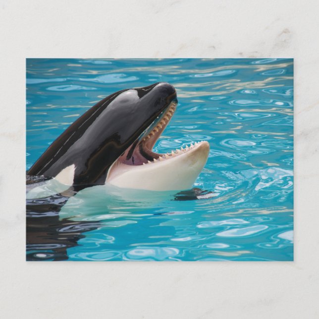 Orca, Killer Whale Postcard (Front)