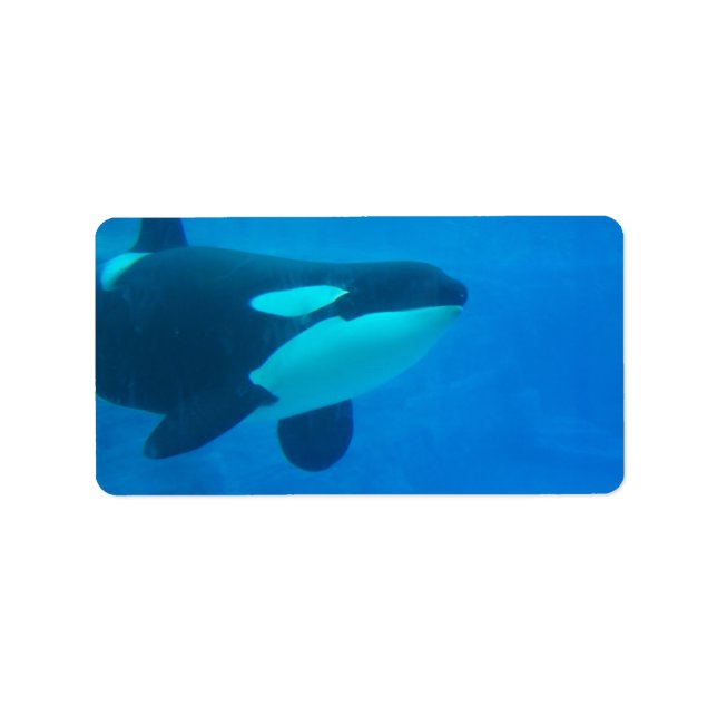 orca killer whale underwater blue label (Front)