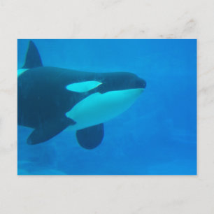 orca killer whale underwater blue postcard