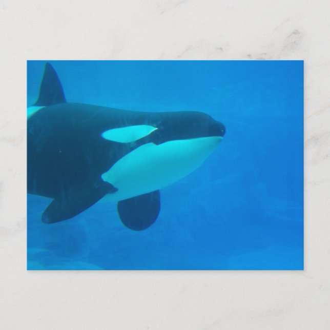 orca killer whale underwater blue postcard (Front)
