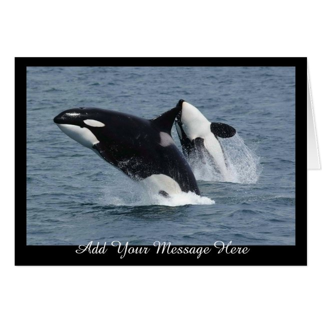 Orca Killer Whales Breaching Add Your Message (Front Horizontal)