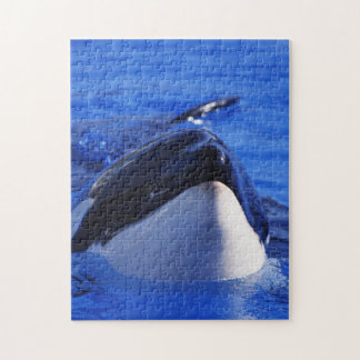 Orca Killr Whale Jigsaw Puzzle