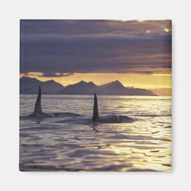 Orca or Killer whales Magnet (Front)