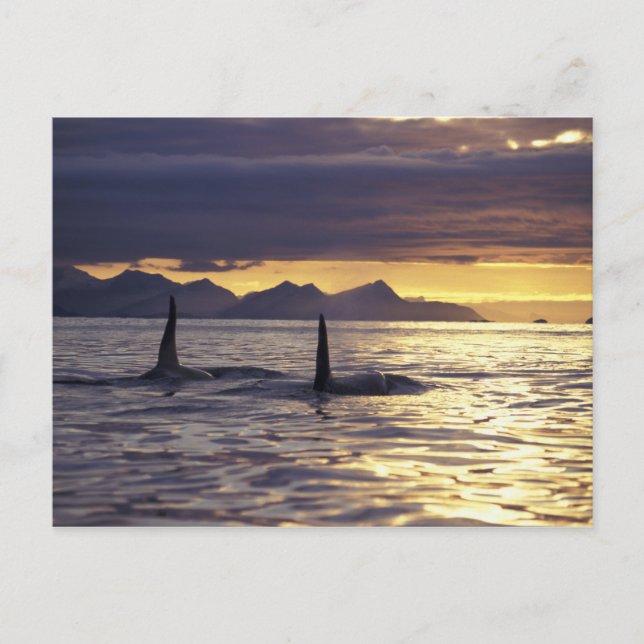 Orca or Killer whales Postcard (Front)
