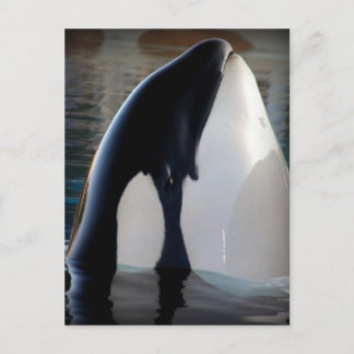 Orca Postcard