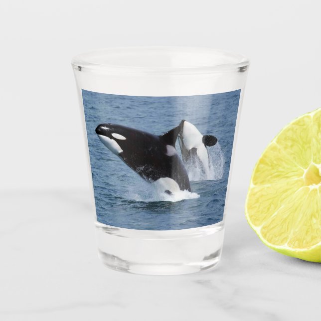 Orca Shot Glass (Front)