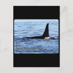 Orca;Southern Resident Killer Whale-L28 Orca Postcard