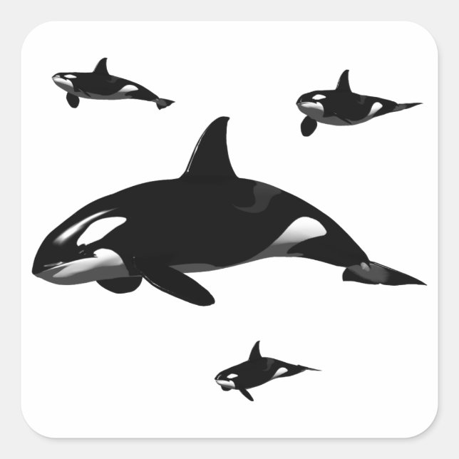 Orca Square Sticker (Front)