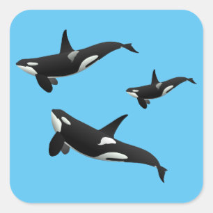 Orca Square Sticker