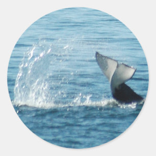 Orca Tail Slap Stickers