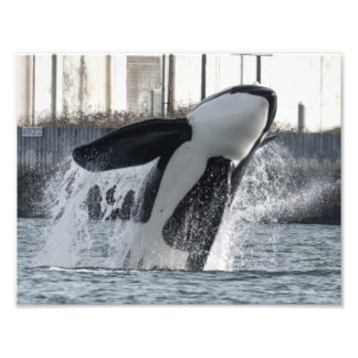 Orca Thor T046E Guemes Chanel Photo Print