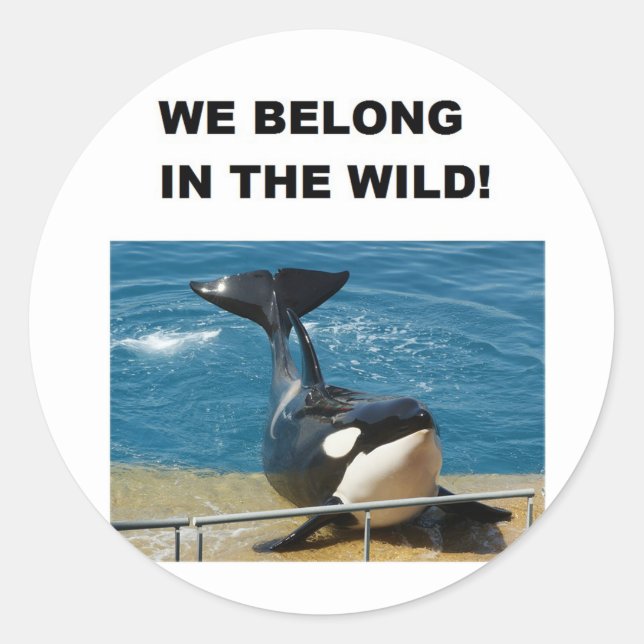 Orca we belong in the wild design classic round sticker (Front)