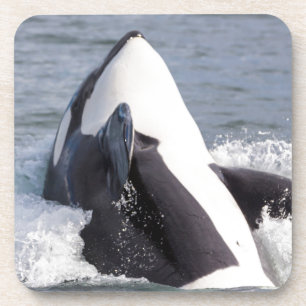 Orca whale breaching coaster