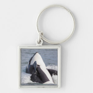 Orca whale breaching keychain