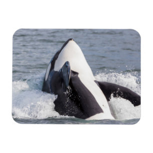 Orca whale breaching magnet
