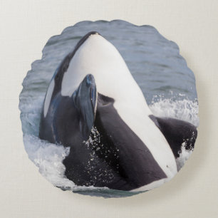 Orca whale breaching round pillow