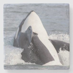 Orca whale breaching stone coaster