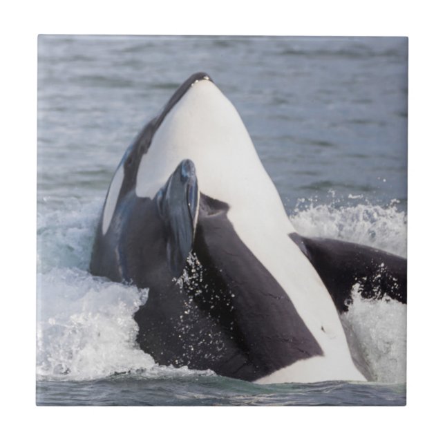 Orca whale breaching tile (Front)