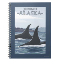 Orca Whales #1 - Juneau, Alaska