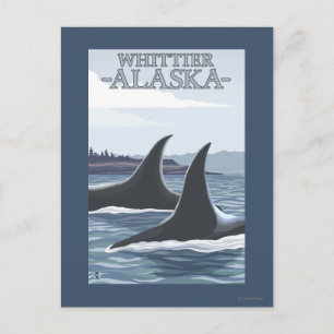 Orca Whales #1 - Whittier, Alaska Postcard
