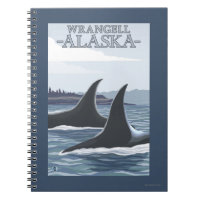 Orca Whales #1 - Wrangell, Alaska