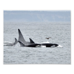 Orca Whales! Photo Print