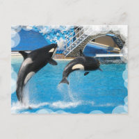 Orca Whales Postcard