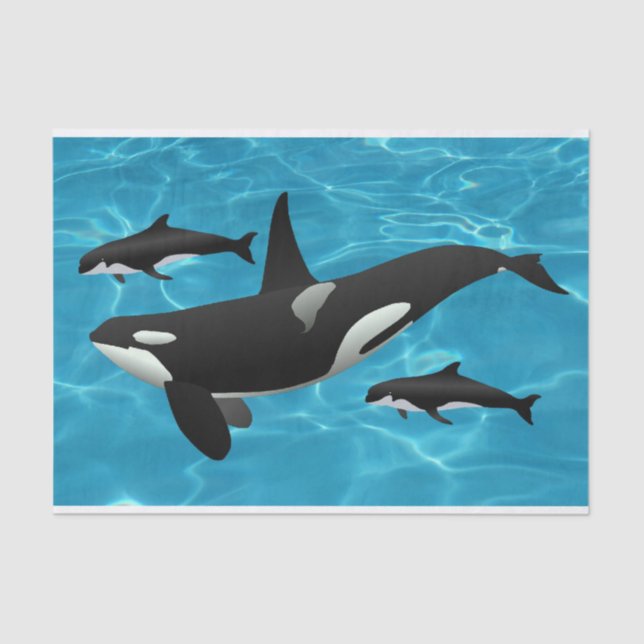 Orca Whales Tissue Paper (Front)