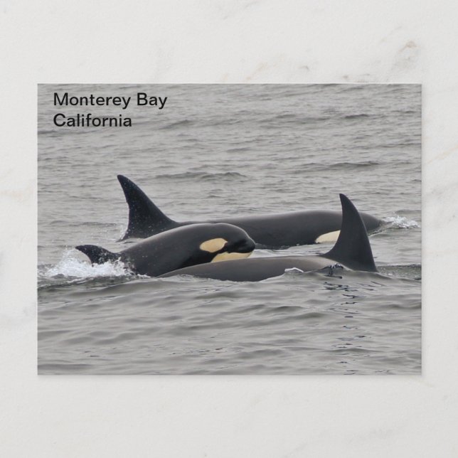 Orcas on the Monterey Bay Postcard (Front)