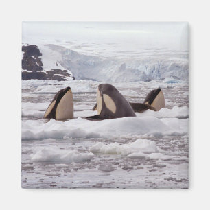 Orcas Spyhopping Magnet