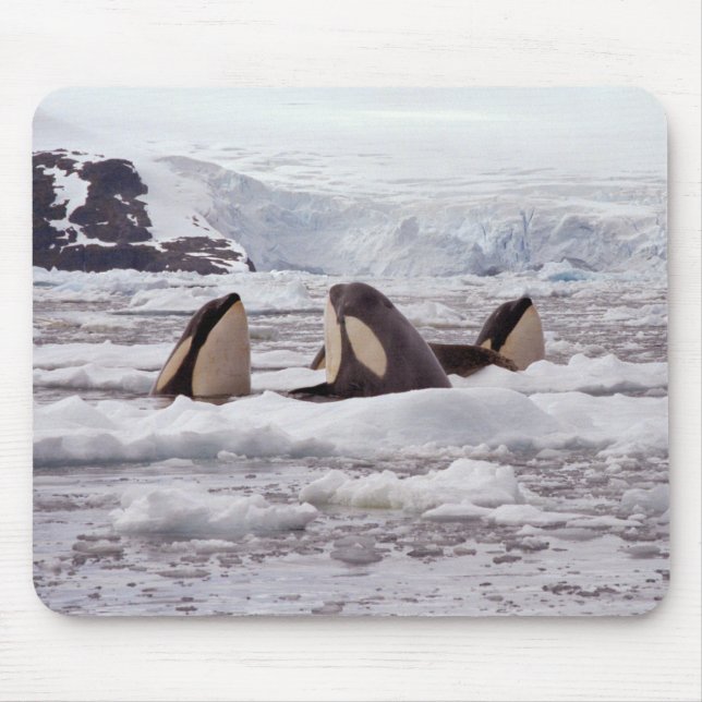 Orcas Spyhopping Mouspad Mouse Pad (Front)