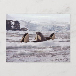 Orcas Spyhopping Postcard