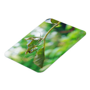 Orchard Orbweaver Spider - Leucauge venusta Magnet