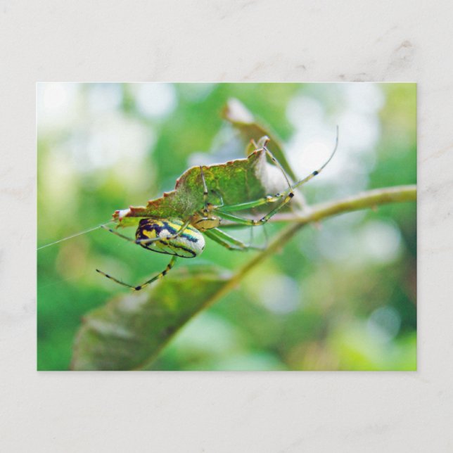Orchard Orbweaver Spider - Leucauge venusta Postcard (Front)