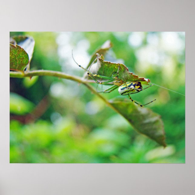 Orchard Orbweaver Spider - Leucauge venusta Poster (Front)