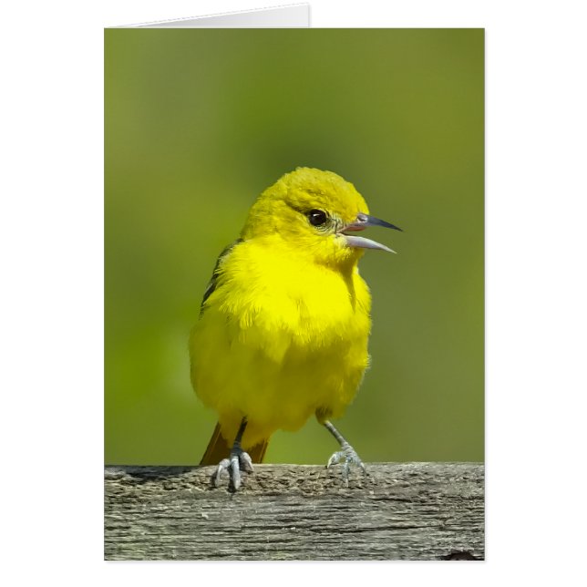 Orchard Oriole - Original Photograph (Front)