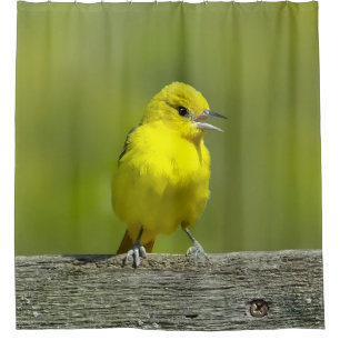 Orchard Oriole - Original Photograph