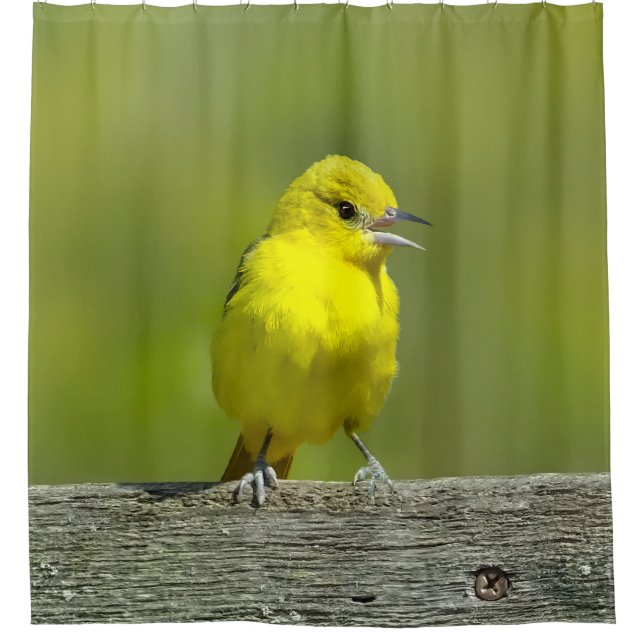 Orchard Oriole - Original Photograph (Front)