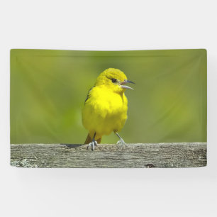 Orchard Oriole - Original Photograph Banner