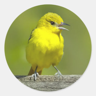 Orchard Oriole - Original Photograph Classic Round Sticker
