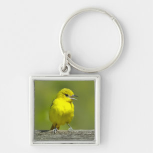 Orchard Oriole - Original Photograph Keychain