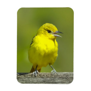 Orchard Oriole - Original Photograph Magnet