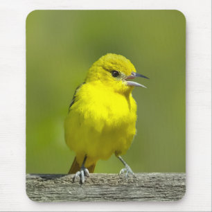 Orchard Oriole - Original Photograph Mouse Pad