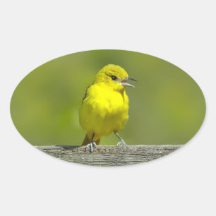 Orchard Oriole - Original Photograph Oval Sticker