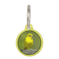 Orchard Oriole - Original Photograph